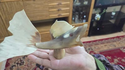 A hand is holding a wooden carved fish with a light brown and white tail and dorsal fin. The fish has red eyes and its mouth is open. It appears to be a decorative item. The background shows a living room with a wooden cabinet and a television in the corner. A red carpet with a patterned design is visible on the floor. The lighting suggests it is daytime. The overall scene is a domestic setting, possibly in Mary City, Turkmenistan, given the context. There is no visible text in the image.
