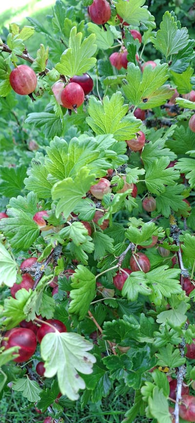 The image shows a close-up of a gooseberry bush laden with ripe red berries. The berries are round and plump, with some showing slight translucency. They are clustered amongst lush green, lobed leaves. The bush appears to be growing outdoors, with a blurred background suggesting a natural or garden setting. The light suggests it is daytime. There are no people or animals visible in the image. The scene depicts a natural bounty of fruit on a plant.
