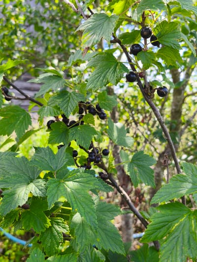 A close-up, vertical shot showcases a black currant bush laden with dark, round berries and vibrant green leaves. The berries, clustered on thin stems, vary in ripeness, with some appearing a deep, glossy black and others a lighter, reddish-purple. The leaves, broad and serrated, exhibit a rich green hue, some with subtle yellowing or browning at the edges, suggesting natural variation or the onset of autumn. Sunlight filters through the foliage, casting dappled shadows and highlighting the texture of the leaves and berries. In the background, out-of-focus trees and what appears to be a wooden structure create a natural, somewhat rustic setting. The overall impression is one of a bountiful harvest in an outdoor, likely rural, environment.