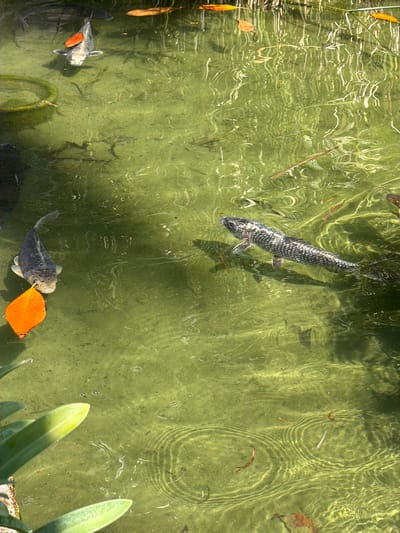The image depicts a pond in Bunyola, Spain. The water is murky green with visible sunlight reflections and ripple patterns. Several koi fish swim in the pond. One koi, positioned near the center of the frame, has a silver and black speckled pattern. Another koi is in the lower center, holding an orange leaf in its mouth. A third koi, silver with orange markings, is near the lower left corner. Additional leaves and debris are scattered across the pond's surface. The edge of the pond, with green foliage, is visible in the lower right corner.