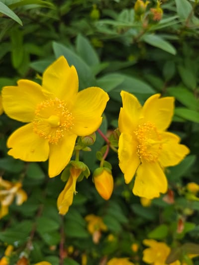 A close-up, eye-level shot captures two vibrant yellow flowers of St. John's Wort in the foreground, with lush green foliage serving as the background. The flower on the left is fully open, its five petals unfurling to reveal a cluster of yellow stamens in the center. A small, green bud hangs below this flower, its tip showing a hint of orange. To the right, another yellow St. John's Wort flower is also in bloom, with a slightly different perspective showing its petals and stamens. Further back and out of focus, more yellow flowers, buds, and green leaves are visible, creating a depth of field effect. The scene suggests a natural outdoor setting, possibly a garden or park in Claremorris, Ireland, given the lush greenery and the commonality of this plant in temperate climates. No people or animals are present. The lighting is soft, indicating it might be a cloudy day or the flowers are in shade.