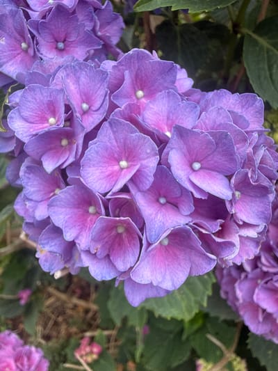 The image shows a close-up of a cluster of purple hydrangeas, likely taken in a garden or natural setting. The flowers are in full bloom, with intricate petals and a delicate gradient of color from deep purple to lighter pink. Some green foliage is visible in the background, suggesting an outdoor environment. The precise location in Wasenberg, Germany, cannot be determined from the image alone.
