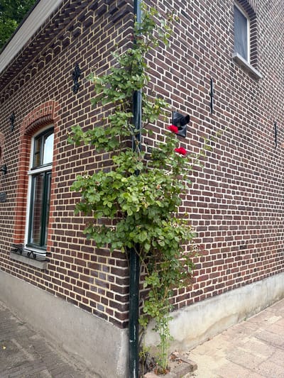 An exterior shot captures the corner of a brick building in Melick, Netherlands. The building features dark red brickwork with light tan mortar. On the left side of the image, a tall arched window with white trim and dark green sashes is visible. To the right of this window, a vertical downspout is attached to the wall, and a climbing rose plant with green leaves and two red blooms is growing up it. Further to the right, a black device with a circular opening is mounted on the brick wall, and another red rose is blooming nearby. A small grey section is visible at the base of the building, with a paved walkway in the foreground. The sky is overcast, and trees are visible at the top left of the image.
