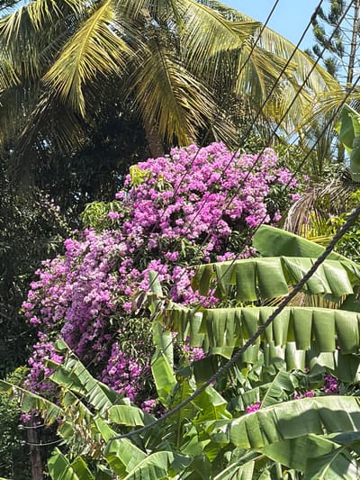 The image depicts a lush, tropical scene with a dense canopy of green foliage and vibrant pink flowers. Large, broad leaves, characteristic of banana plants, are prominently featured, their ribbed texture catching the sunlight. Interspersed with these are delicate, clusters of small, bright pink flowers, creating a striking contrast against the darker green leaves. On the left side of the frame, a palm tree's fronds, with their fine, feathery structure and a yellowish-green hue, add another layer of texture to the composition. Two thick, dark wires traverse the image diagonally, obscuring parts of the vegetation and hinting at human infrastructure within the natural setting. The lighting suggests it is daytime, with sunlight dappling through the leaves and flowers. The overall impression is one of abundant, verdant growth in a warm, likely humid, climate, possibly in a garden or natural area. There is no visible text in the image.