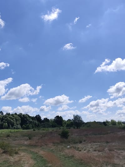 This is a landscape photograph taken in the city of Ozernoye, Russia. The image depicts a wide, open field with dry, tall grass and scattered patches of green vegetation. In the background, a dense line of trees forms a dark green border against the horizon, with smaller trees and shrubs interspersed within the field. Above the landscape, the sky is a vibrant blue, dotted with numerous fluffy white clouds of varying sizes. The overall impression is one of a rural, natural setting under a bright, partly cloudy sky. There are no people or animals visible in the frame.
