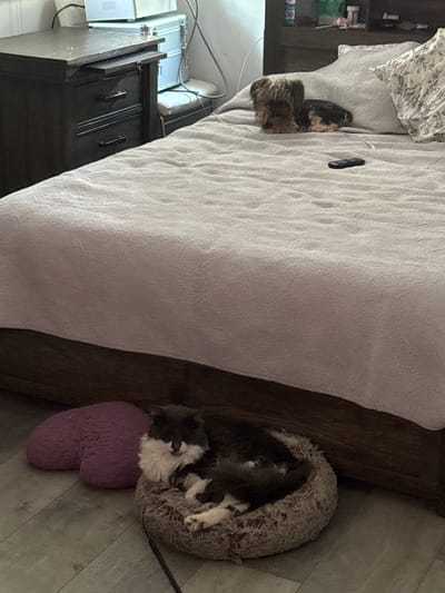 In Bellmore, New York, a domestic indoor scene is depicted. A bed with a textured light-colored comforter dominates the frame. On the bed, two small dogs are present: one with shaggy brown and black fur sits near a pillow, and another, likely a Yorkshire Terrier, is lying down. A black remote control rests on the comforter. To the left of the bed, a dark wood nightstand with drawers is visible, with some items on top including what appears to be a portable cooler. On the floor in the foreground, a fluffy cat with black and white fur is resting in a round pet bed. A purple heart-shaped pillow is situated next to the cat's bed. The flooring is a light-colored laminate.
