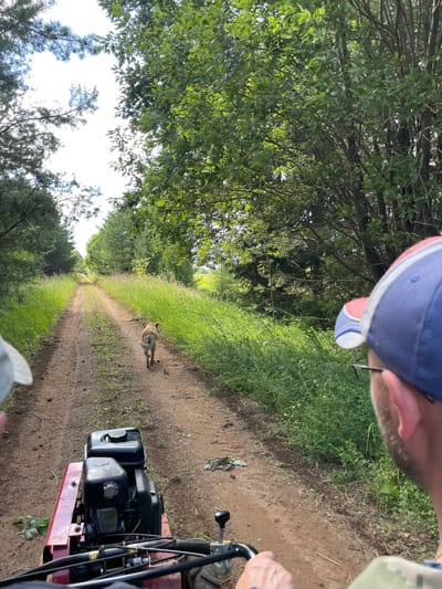 The image captures a dirt road winding through a wooded area, likely on the outskirts of Dresvyanovo, Russia. A dog is trotting ahead on the road, its tail wagging. In the foreground, a person wearing a blue and red baseball cap and glasses is visible from behind, their shoulder and head occupying the right side of the frame. They are seated on a red motorized tiller, which is positioned on the left side of the road. The tiller has a black engine and various mechanical components. The road is flanked by tall green grass and trees, with the sky visible through a break in the foliage. The overall scene suggests a rural or forested environment.