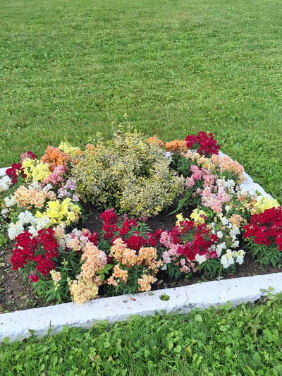 A garden bed filled with snapdragons of various colors, including red, white, yellow, pink, orange, and peach, is situated in a grassy area. In the center of the garden bed is a shrub with variegated green and yellow leaves. The garden bed is bordered by a white, concrete structure. The surrounding environment is a well-maintained lawn. There are no people or animals visible in the image. The scene appears to be an outdoor public space or a private garden in Atamanovka, Russia.