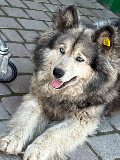 A dog with striking blue eyes, thick grey and white fur, and a yellow tag in its left ear lies on a paved surface in Onguday, Russia. The dog's tongue is lolling out, indicating it might be hot or panting. A silver wheel, likely from a cart or piece of equipment, is partially visible in the lower left corner of the frame. The paving stones appear to be rectangular and laid in a pattern. The background is slightly blurred, but suggests an outdoor setting, possibly a street or courtyard.