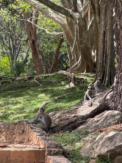 The image depicts a landscape in Polonnaruwa, Sri Lanka, featuring a large tree with extensive root systems and moss growth. A gray langur monkey is positioned on a structure that appears to be a natural rock formation or wall covered in moss and vegetation. Two additional monkeys are observed further up in the tree. The environment is a combination of dense foliage and natural rock formations.