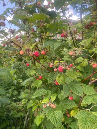 The image depicts a close-up view of a raspberry bush laden with ripe and unripe berries. The berries are in various stages of development, ranging from green and pale pink to a deep, vibrant red. They are clustered on thin stems, surrounded by lush green leaves with serrated edges. The background is blurred, suggesting an outdoor setting, with hints of a cloudy sky and what appears to be a fence or structure behind the foliage. There are no people or animals visible in the frame. The scene is likely a garden or a natural area within the city of Bormist, Russia, given the context provided. The overall impression is one of abundance and the natural beauty of fruit-bearing plants.