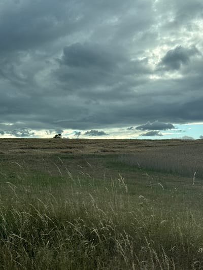 This is a vertical, low-angle, landscape photograph taken in Volpertshausen, Germany. The scene is divided into two distinct halves by the horizon line. The left side is dominated by a dramatic sky filled with dark, heavy clouds. Light is breaking through in places, creating highlights and a sense of depth. The right side of the image features a field of tall, dry grass that appears to be blowing in the wind, with some greener patches visible. A single, small tree stands in the distance, silhouetted against the lighter sky. The overall mood is atmospheric, with a sense of impending weather change. The time of day is difficult to ascertain definitively due to the cloud cover, but the soft light suggests it could be late afternoon or early evening. No people or text are visible in the image.