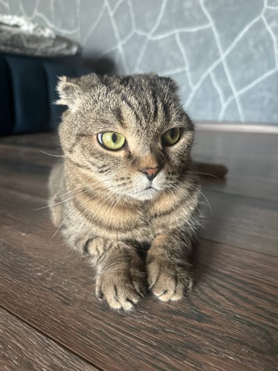 A Scottish Fold cat with tabby markings and bright green eyes is lying on a dark wood floor. The cat is positioned in the center of the frame, facing slightly to the right. Its ears are folded down, characteristic of the breed. The background shows a wall with a patterned wallpaper in shades of grey and white, and to the left, a dark blue piece of furniture, possibly a sofa or chair. The lighting suggests an indoor environment. The image does not depict any elements that would allow for localization to Feklistovo, Russia, or any other specific city.