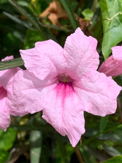 A close-up, eye-level, vertical shot shows a vibrant pink Ruellia flower, also known as Mexican petunias, in full bloom. The flower dominates the frame with its delicate, crinkled petals, radiating from a deeper pink center. The background is a blur of lush green foliage, with hints of brown and yellow suggesting other plants or dry leaves. The lighting is natural and bright, casting soft shadows on the petals and highlighting the intricate texture of the flower. The scene is set outdoors, likely in a garden, park, or natural area within Chiang Rai City Municipality, Thailand, given the prevalence of tropical flora in the region. No people are present in the image.