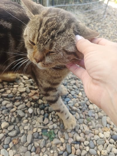 A close-up, eye-level shot shows a tabby cat being petted by a human hand. The cat's head is turned to the left, with its eyes mostly closed, suggesting it is enjoying the attention. Its fur is a mix of brown and black stripes, and its whiskers are prominent. The human hand, with light-colored skin and a neatly manicured fingernail, is gently touching the cat's cheek and ear. The background consists of a ground covered in small, multicolored pebbles. A blurred wire fence is visible in the upper right corner. The scene appears to be outdoors, likely in a yard or garden, potentially in Staronizhestebliyevskaya, Russia, given the contextual information.