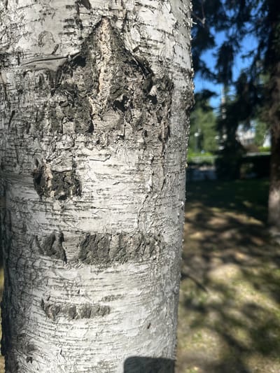 The image is a close-up, eye-level, medium shot of the textured bark of a birch tree. The bark is predominantly white with intricate patterns of gray and black fissures and peeling sections. The texture is rough and layered, with some areas appearing lighter and smoother than others. The tree trunk occupies the majority of the foreground, with its right side slightly blurred and receding into the background.

The background, which is out of focus, depicts an outdoor scene bathed in sunlight. The ground appears to be covered in grass and dappled with shadows, suggesting the presence of trees overhead. Further in the background, there are blurred shapes of dark green foliage, likely from evergreen trees, and a bright blue sky. A hint of a building or structure, possibly a light-colored wall or fence, is visible in the far distance, along with a faint suggestion of a street or pathway. The overall impression of the background is that of a park or a well-maintained outdoor area. There are no people or specific landmarks visible that would help pinpoint a precise location within Gorno-Altaysk, Russia. The scene appears to be a typical natural setting within a city park or residential area.
