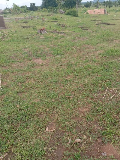 The media file depicts an outdoor scene in a grassy area, likely in Garin Mallum, Nigeria. The foreground is dominated by short, green grass with patches of exposed brown earth. Scattered throughout the grass are dry twigs and leaves. In the mid-ground, there is a tree stump, suggesting recent deforestation or clearing. Further into the scene, several small, young trees or saplings are planted in neat rows, indicating a reforestation or agricultural effort. In the background, more mature trees and a hill or mountainous terrain are visible under a cloudy sky. A pile of light brown material, possibly sand or soil, is present in the middle distance. There are no people or animals visible in the image. The overall impression is one of land management and potential growth. The time of day appears to be daytime, and the weather seems overcast. There is no visible text in the image.