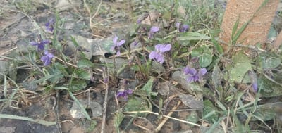 Purple violets cluster low to the ground among green leaves and scattered grasses. A tree trunk stands to the right, surrounded by the small plants. The ground appears earthy and covered in decaying leaves and twigs. The scene is captured in natural light, highlighting the delicate blooms against the darker backdrop.