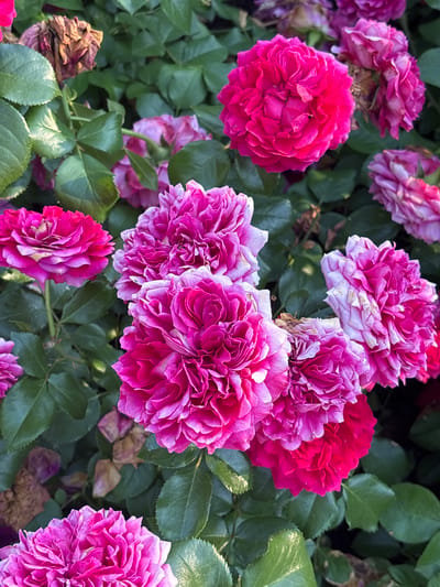 This is a close-up, vertical, eye-level, outdoor, natural light photograph of a dense cluster of pink and magenta roses and green leaves. In the foreground, a large rose with tightly packed petals in shades of bright pink and magenta is prominent. To its right, another rose, slightly out of focus, displays a similar color palette with some white tips on its petals. Below these, a cluster of smaller, vibrant pink roses is visible. In the background, more roses in various stages of bloom and some dried brown rose petals can be seen interspersed with dark green foliage. The lighting suggests a sunny day, casting subtle shadows and highlighting the textures of the petals and leaves. The image does not depict any people, actions, or interactions. There is no identifiable information within the image to suggest a specific location within Nechaevka, Russia.
