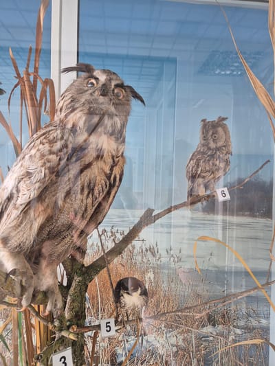 The image depicts a museum display of taxidermied birds, likely in Srebarna, Bulgaria, given the context. Three birds are visible: a large owl perched on a branch in the lower portion of the frame, a smaller owl perched on a higher branch, and a small bird near the top right corner. Each bird has a small numbered tag next to it. The background is a blurred nature scene of reeds and trees. The display is behind glass, reflecting the environment outside the museum. The overall condition of the taxidermied birds appears weathered.