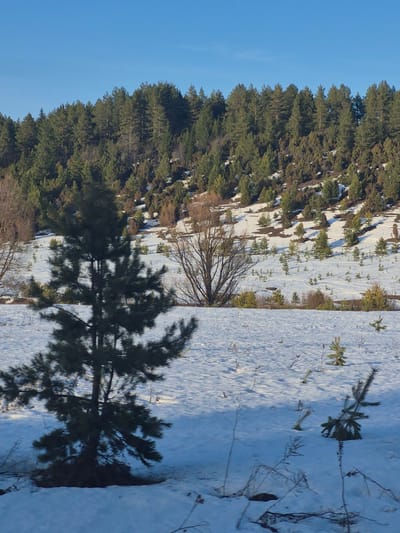The image depicts a winter landscape, possibly in a rural or forested area. A dense forest with evergreen trees is visible in the background, contrasting with a snow-covered field in the foreground. The sky is a clear blue. There are bare trees and small evergreen saplings scattered throughout the snowy area. The photograph does not contain any discernible people or actions. The location of Дулесово, Russia, could not be verified, and the location is unknown.