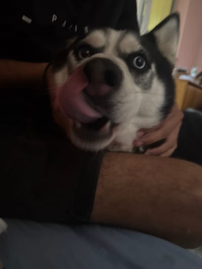 In Aleksandrovo, Bulgaria, a close-up shot captures a husky dog with striking blue eyes and a pink tongue extended, licking its nose. The dog is being held by an unseen person, with their arm visible in the frame. The background is blurred, suggesting an indoor setting with a hint of furniture and a yellow wall. The focus is entirely on the dog's face, creating an intimate and playful moment.