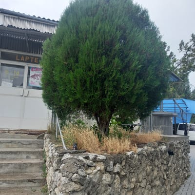 In Briceni, Moldova, a well-maintained, large, spherical evergreen tree with dense, dark green foliage stands prominently in the foreground. The tree is situated behind a low, rough-hewn stone wall that encloses a small garden area filled with dry, yellow grass and a few green shoots. To the left of the tree, a set of weathered concrete stairs ascends towards a building. The building features a corrugated metal roof and a white facade with several windows. One window displays text including "LAPTE" and "6-14", and a colorful advertisement for "CARPROASPE MRA". To the right of the tree and stone wall, there's a glimpse of a white van parked behind a structure covered with a blue tarp. The background reveals more trees and a cloudy sky. The scene appears to be an outdoor commercial area.