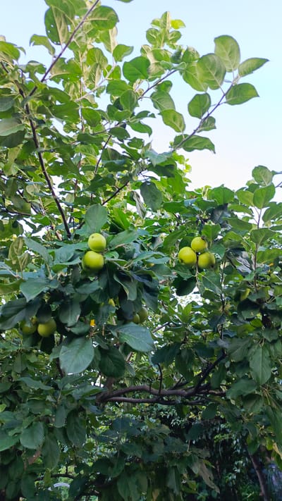 An outdoor, eye-level, vertical medium shot captures an apple tree laden with green apples against a clear sky. The apple tree, with its dark brown branches and abundant green leaves, fills the frame. Several clusters of small, round, green apples are visible throughout the branches. In the upper left and center sections of the image, a cluster of two apples is prominent. To the right of this, another cluster of three apples is situated. Further to the left and lower, more apples are scattered among the leaves, some partially obscured. The overall impression is of a healthy, fruit-bearing tree in an outdoor setting, potentially in a garden or orchard. The background is a pale blue sky, indicating daytime. The location is specified as Poletaevo 1th, Russia. No people are present in the image.
