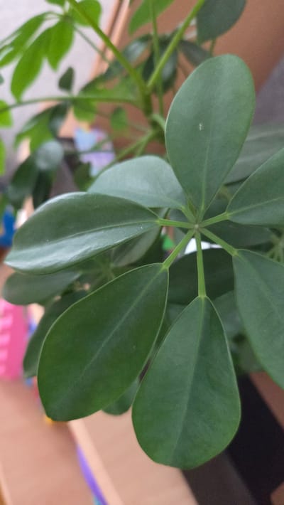 The image shows a close-up view of a Schefflera arboricola plant, commonly known as a dwarf umbrella tree. The plant has multiple green leaves arranged in a palmate compound structure, radiating from a central point. The leaves are smooth and slightly glossy. The background is blurred, suggesting the photo was taken indoors. There is no evidence in the image to suggest the location is in Sannikovo, Russia, or any information about people, subjects, objects, actions, or interactions. The image focuses solely on the plant and its features.
