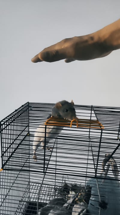 A dark-colored rat with a white belly is perched on the edge of a yellow platform inside a black metal cage. Above the cage, a human hand, with visible veins and slight discoloration, is lowered towards the rat. The background is a plain, bright white, suggesting an indoor setting with minimal ambient light or a bright, overcast sky. The cage contains bedding material, including straw and possibly some fabric. The image is shot from a low angle, looking up towards the hand and the rat. The scene does not provide any specific information or visual cues that would allow for the identification of its location within the city of Żyrardów, Poland.