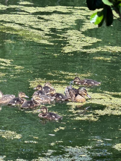This media file captures a heartwarming scene of a mother duck and her ducklings navigating a body of water covered in algae. The subjects are a mallard duck and a large brood of young ducklings. They are in a natural setting, likely a pond or a calm river, given the presence of the algae and reflections of greenery from the surrounding environment.
The activity taking place is a family of ducks swimming. The mother duck appears to be leading her ducklings, who are clustered closely around her, a common protective behavior. Their movement suggests they are foraging or migrating to a new spot.
Notable details include the dappled sunlight creating reflections on the water's surface, adding a shimmering effect to the algae. The time of day appears to be daytime, likely late morning or early afternoon, given the brightness of the sunlight. The weather seems calm, with the water undisturbed except for the gentle ripples caused by the ducks. The location cue "Курилово Снт, Russia" places this natural event in a specific geographic context. There are no discernible emotions visible in the image, as the focus is on the animals and their natural behavior. No text is visible in the media file.