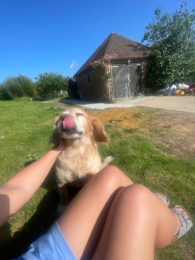 The image presents a first-person perspective, likely taken by someone sitting on the grass. A golden dog, possibly a Golden Retriever or Cocker Spaniel mix, is the central focus, with its tongue sticking out in a relaxed posture, suggesting it is being petted. The person's arm is visible, indicating interaction with the dog. The lower half of the person's legs, clad in a blue garment, and sandals on their feet are also present.

In the background, a building with a brown-tiled roof and dark wooden doors is visible. The building appears to have been repurposed, with hanging flower baskets adorning its facade. Adjacent to the building, trees and greenery suggest a rural or suburban setting.

Given the architectural style of the building and the presence of greenery, the location might be near Hothfield, a village close to Ashford, United Kingdom. Without more specific contextual clues, a definitive identification of the precise location in Ashford is not possible.