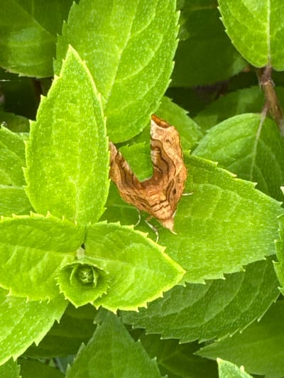 A close-up, high-angle shot of a deceased brown moth resting on bright green, serrated leaves. The moth is positioned in the center-right of the frame, its patterned wings folded. The leaves are layered and some are slightly curled. The background is blurred, showing more green foliage and a hint of a brown stem. The image appears to be taken outdoors, likely in a garden or natural setting.