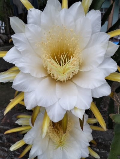 Two large, elegant dragon fruit flowers dominate the image. The top bloom is in full view, displaying layers of white, overlapping petals that encircle a center filled with numerous fine, yellowish stamens. Narrow, yellow petals radiate outward from the flower. Beneath it, a second, partially visible flower mirrors the first, adding depth to the composition. The background is a blurry mix of greenery and muted colors.