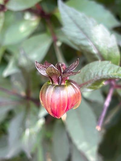 The image displays a close-up, macro view of a single, unopened flower bud, centrally positioned and in sharp focus, against a blurred background of green foliage. This scene is located in the city of Giverny, France. The bud exhibits a rounded, somewhat heart-shaped base, with vertical striations of reddish-pink and orange on its lower half, transitioning to muted green and dark maroon towards its upper section. The apex of the bud is comprised of several small, curled, dark maroon structures. The background consists of diffuse green leaves and darker stems, characteristic of a natural garden environment. No human subjects, other discernible objects, or actions are depicted.