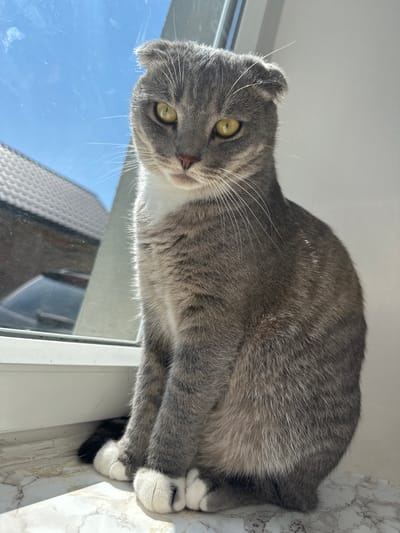 A Scottish Fold cat with grey and white fur is sitting on a windowsill. The cat has yellow eyes and folded ears. Outside the window, there is a clear blue sky and the roof of a building. The windowsill is made of marble. The scene is brightly lit by natural light. The image is a medium shot.