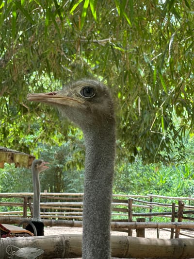The image shows a close-up of an ostrich's head and neck, with another ostrich in the background. The ostriches are in an outdoor enclosure with bamboo fencing and lush green foliage. The ostrich in the foreground is facing left, with its large eye clearly visible. Its beak is long and pointed, and its neck is covered in grey feathers. The background ostrich is smaller and appears to be calling out, with its beak open. The scene suggests a natural habitat or a zoo enclosure designed to mimic one. The location is identified as Khánh Vĩnh, Vietnam, likely an animal sanctuary or park.