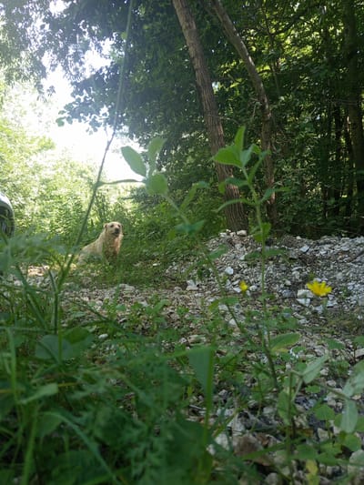 In a natural setting within the city of Giaginskaya, Russia, a medium-sized, light-colored dog with shaggy fur sits attentively in a patch of grass and gravel. The dog's mouth is slightly open, and it appears to be looking towards the camera. The environment surrounding the dog is dense with lush green foliage and trees, suggesting a woodland or overgrown area. Sunlight filters through the leaves, creating dappled light on the ground. In the foreground, the perspective is low, with green grass and some small yellow flowers in focus. To the far left of the frame, the wheel and part of the body of a vehicle are visible, partially obscured by greenery. The background is a dense forest.