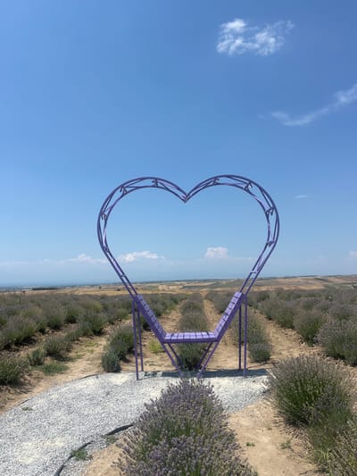 This image shows a large, purple, heart-shaped sculpture set in a lavender field under a bright blue sky with scattered white clouds. The sculpture is made of metal framing and has a bench integrated into its structure, facing the lavender field. The field stretches out in rows towards a distant, hazy horizon, suggesting a flat landscape. The ground surrounding the sculpture and leading into the field is a mixture of gravel and dry earth. The lavender plants are in bloom, their purple flowers creating a textured pattern across the landscape. The scene is illuminated by bright sunlight, indicating it is daytime, likely mid-morning or afternoon given the quality of the light. The overall impression is one of a scenic outdoor location, possibly a tourist attraction or a dedicated photo spot, with a romantic or picturesque theme. There is no visible text in the image. The location context provided is Kardia, Greece.