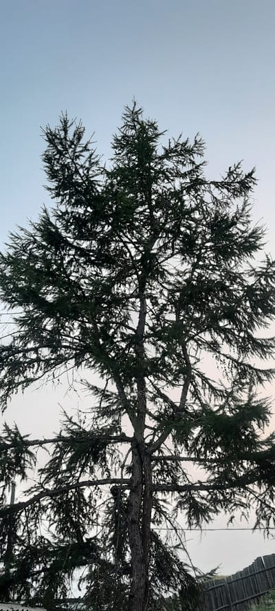 The image shows a large evergreen tree with dark green needles and a thick trunk, set against a pale blue sky. The tree's branches are spread wide, creating a dense canopy. In the background, a weathered wooden fence is visible. The scene appears to be located in a rural or suburban area, possibly in Borogontsy, Russia, given the context. The overall atmosphere is serene and natural.