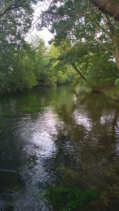 This is a vertically oriented, wide-angle photograph of a shallow river flowing through a wooded area. The river occupies the right and central portions of the frame, its surface rippled by the current, creating a shimmering, almost metallic effect where the sunlight reflects off the water. The riverbed is visible in places, showing dark stones and patches of green algae. The left side of the image is dominated by the lush green foliage of trees and bushes lining the riverbank. Large tree branches, some bare and others covered in leaves, overhang the water from the left. The overall scene is one of natural tranquility, suggesting a peaceful, possibly humid environment. The lighting indicates it is daytime, with the sun filtering through the leaves and reflecting off the water. There is no visible text, people, or discernible activity other than the natural flow of the river. The abundance of green foliage suggests a temperate climate during the warmer months. The provided location context places this scene in Rennertshofen, Germany.