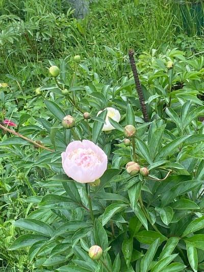 This image, captured in Ihnatpil, Ukraine, presents a close-up view of a garden section abundant with peonies. A fully bloomed light-pink peony flower, featuring a dense cluster of petals with a brighter pink center, is the central subject in the lower-middle frame. Surrounding this flower and distributed throughout the mid-ground are numerous spherical peony buds, primarily green, with some exhibiting reddish-pink tinges, indicating proximity to blooming. A white peony flower is partially visible in the upper-right quadrant. The plants display broad, dark-green, lobed leaves. In the background, taller, lighter-green grasses and mixed herbaceous vegetation create a dense, verdant backdrop. A slender, dark, vertically oriented object with a textured surface, possibly a dried plant stalk or a thin support, stands amongst the foliage in the upper-right. No human subjects or animals are present. The scene is uniformly illuminated under diffused light, suggesting an overcast day.