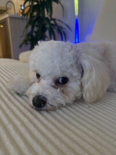 A white poodle-mix dog is lying on a textured, light-colored couch. The dog's head is resting on its paws, and its eyes are partially closed. The dog has dark eyes and a black nose. In the background, there is a blurred image of a plant and some blue and yellow lights. The scene appears to be indoors, likely in a residential setting. The image was taken on March 16, 2023.