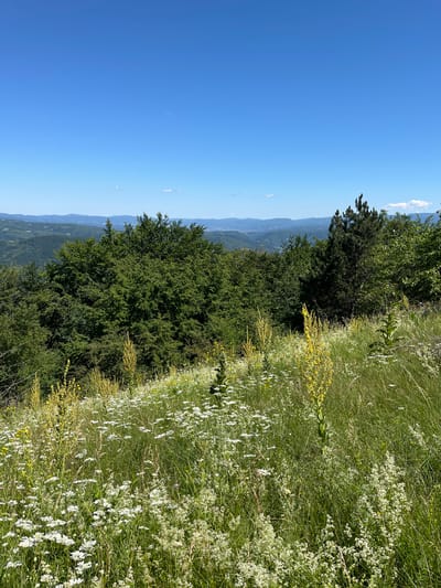 This image captures a picturesque rural landscape in Petrovac-na-Mlavi Municipality, Serbia. The scene is dominated by a vibrant meadow filled with a diverse array of wildflowers, primarily white and yellow blooms interspersed with tall green grasses. The meadow slopes gently upwards towards a dense forest of lush green trees, which forms the mid-ground. Beyond the forest, a range of rolling hills stretches into the distance under a clear, bright blue sky. A thin, white contrail from an aircraft is visible in the upper portion of the sky. The overall impression is one of natural beauty and tranquility, with no people or man-made structures immediately apparent.