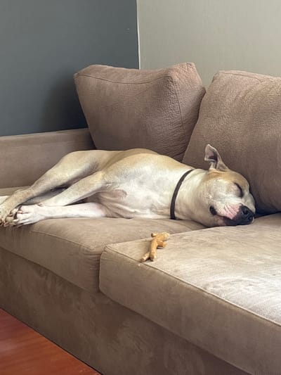 A light tan-colored short-haired dog wearing a dark collar is sleeping on a tan-colored upholstered sofa. The dog is wedged between the back cushions and the side of the sofa. The dog's paws are crossed. A small, tan-colored dog chew toy is positioned near the dog on the side of the sofa. The background includes a gray wall and a partially visible wooden door frame.

The location, Kato Polemidia Municipality, Cyprus is not discernable from the image.