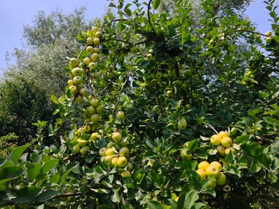In Sakaldy, Kyrgyzstan, an apple tree laden with ripe, green apples is pictured against a bright blue sky. The tree is full of foliage, with branches heavily bowed under the weight of numerous fruits. The apples are clustered together, some appearing closer to yellow than green, indicating ripeness. The background shows more trees and foliage, suggesting a natural or orchard setting.