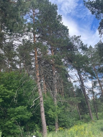 The image depicts a dense forest landscape, located in Vasilevka, Russia, captured from a low-angle perspective looking upwards into the tree canopy. Numerous tall pine trees dominate the scene, characterized by their straight, slender trunks with reddish-brown bark and dense canopies of dark green needle-like foliage. Several pine trees exhibit bare, gnarled, and dead branches protruding from their trunks and intertwining within the mid-canopy. Beneath the taller pines, a lush, vibrant green undergrowth of deciduous trees and bushes forms a thick, verdant layer. In the lower right portion of the image, the ground is covered with green grass interspersed with numerous small yellow flowers, indicating a more open, sunlit area. Patches of bright blue sky with scattered white, wispy clouds are visible through the gaps in the dense tree cover. The lighting suggests an overcast or partly cloudy day with diffused light. No individuals, animals, or prominent man-made structures are visible within the frame, aside from a small, indistinct white object situated on the ground at the very bottom center edge of the image.