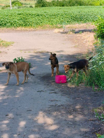In Psylske, Ukraine, three dogs stand on a dirt road. To the left, a light brown dog faces forward, its mouth slightly open. In the center, a brown and black dog stands looking to its right. To the right, a dark brown and black dog bends down, appearing to drink from a bright pink bucket. A field of green crops stretches across the background. The scene is illuminated by daylight, casting shadows on the road.