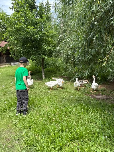 In Yunost', Russia, a young boy wearing a green t-shirt and a black baseball cap stands in a grassy area. He is facing away from the camera, looking towards a group of geese. The boy is wearing black pants and sneakers.

The geese are scattered across the lawn. Three white geese are visible, along with at least one goose that appears to be a mix of brown and white. One white goose is in the foreground, facing left. Two more white geese are further back, and a mottled brown and white goose is nestled among them.

The scene is set in a rural or semi-rural environment, with lush green grass and trees forming a backdrop. Sunlight filters through the leaves, suggesting it is daytime, likely a sunny day. The overall impression is one of a peaceful, outdoor encounter between a child and farm animals. There are no visible signs of distress or excitement, suggesting a calm and observational interaction. The presence of a fence structure in the background suggests this might be a farm or a rural property.