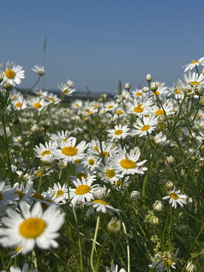 A close-up, low-angle outdoor shot captures a field of white daisies with yellow centers under a clear blue sky. The flowers are densely packed, with many in focus and others blurred due to the shallow depth of field. The foreground is dominated by a large daisy on the left, its petals slightly wilted. The background reveals more daisies stretching into the distance, with a blurred hint of distant structures, possibly indicative of a rural or semi-rural setting. No people are present in the image. The overall impression is one of natural beauty and a sunny day. The location is stated to be in the city of Pigelevo, Russia.